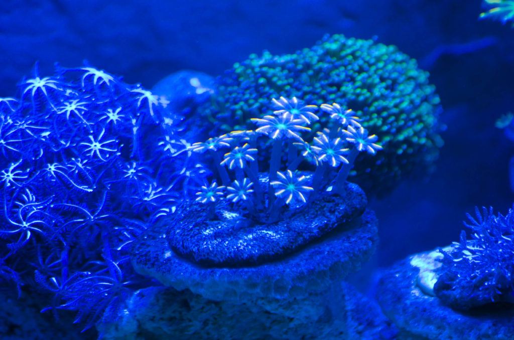corail coraux madrépores