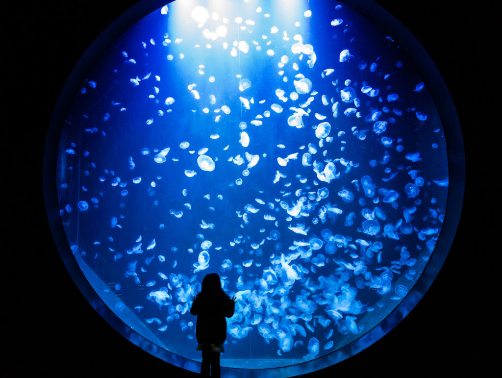 Aquarium PMMA, kriesel tank