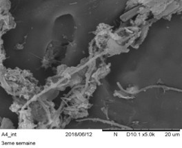 RAS – Recirculating Aquaculture Systems