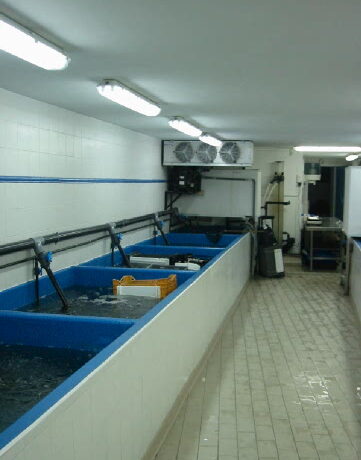 Station de purification des coquillages